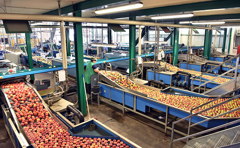 Busy apple factory