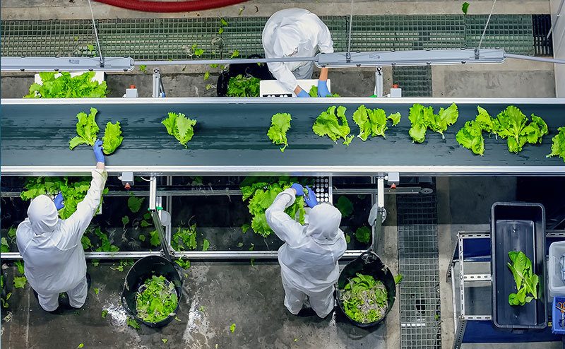 Food facility using conveyor belts