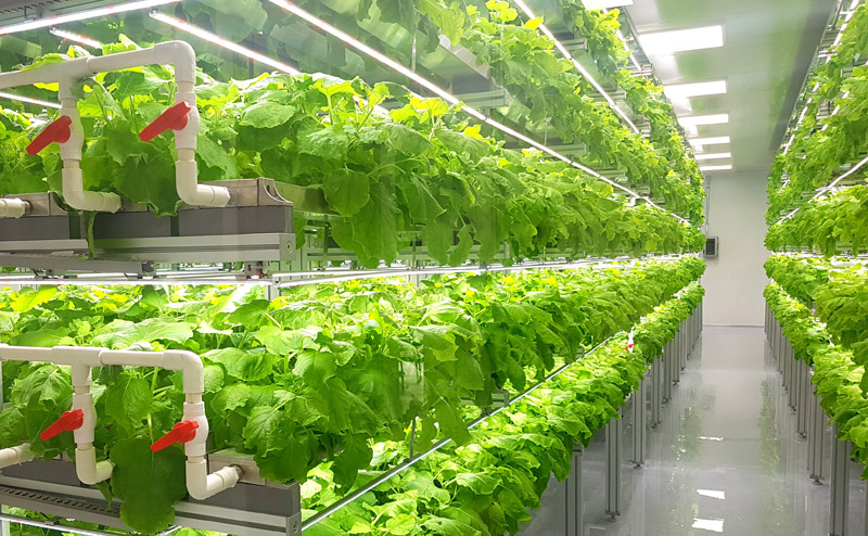 Vertical Farming